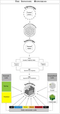 Sonotope patterns within a mountain beech forest of Northern Italy: a methodological and empirical approach